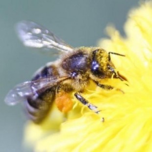 Confirmado: los pesticidas están matando en masa a las abejas