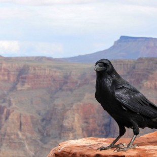 Tras millones de años separadas, las dos únicas especies de cuervo están convergiendo en una sola
