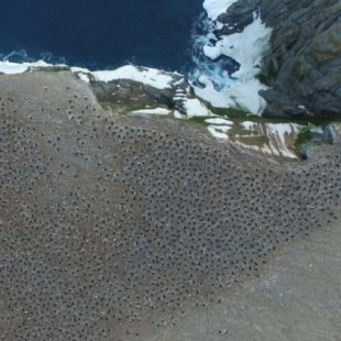 Acaban de descubrir la mayor colonia de pingüinos de la Antártida, y tiene más de millón y medio de individuos