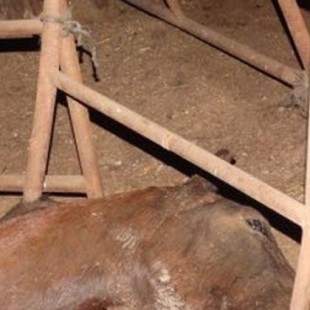 Rescate en la 'finca del terror': animales abandonados entre cadáveres