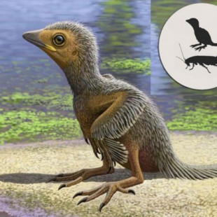 El fósil de un pollito de 127 millones de años que ilustra la evolución de las aves en la era de los dinosaurios