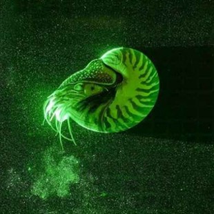 Nautilus: el motor a reacción más eficiente del océano