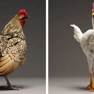 Un álbum fotográfico recoge la belleza de 100 tipos de gallos diferentes
