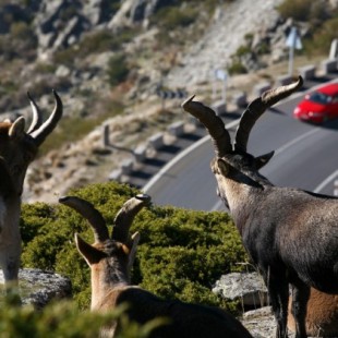 WWF propone 12 autopistas salvajes para conectar la naturaleza