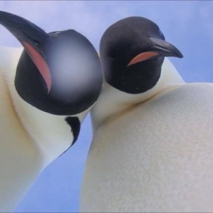 Los pingüinos curiosos