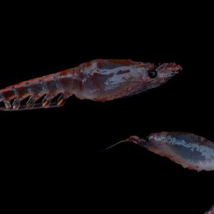 10 cosas sorprendentes sobre el desconocido krill de la Antártida