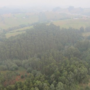 La “polémica reforestación” de Galicia con eucaliptos llega a la televisión pública francesa (gal)