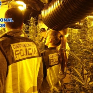 La trama china que cultivó un «bosque» de marihuana en un chalet