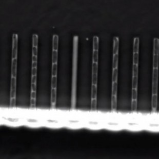 Vídeo de mutaciones de ADN en tiempo real permite medir sus efectos (ING)
