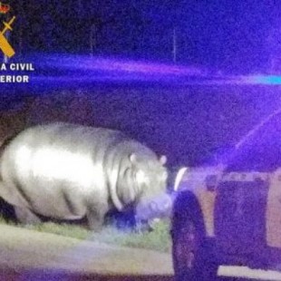 La Guardia Civil captura y devuelve a su zoo al hipopótamo que estaba a la fuga por un pueblo extremeño