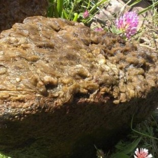 El alga invasora conocida ‘moco de roca’ se ha convertido en una amenaza para los ríos peninsulares