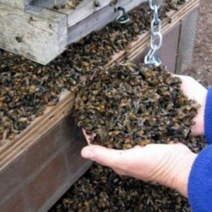 Muerte repentina y en masa de abejas en Córdoba