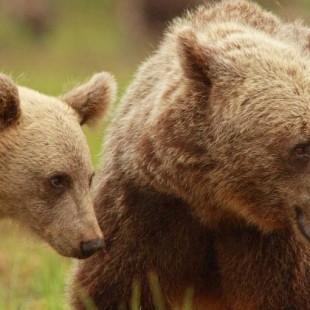 Las hembras de oso pardo alargan su maternidad debido a la caza