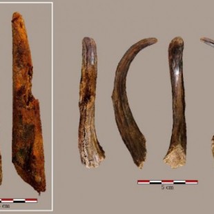 Encuentran en Vizcaya una de las pocas herramientas de madera de la Europa neandertal