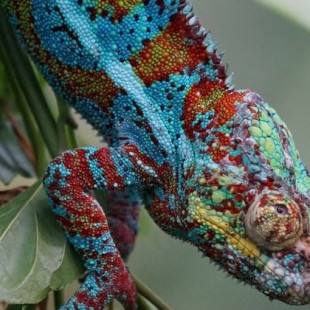 El camaleón inspira un nuevo material sintético que se endurece y cambia de color