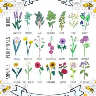 Las abejas se están extinguiendo. Listado de plantas que debemos sembrar para ayudarlas