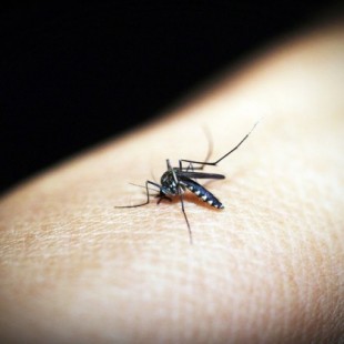 Este medicamento hace nuestra sangre mortal para los mosquitos