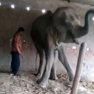 El duro video que muestra como fueron las últimas horas Laxmi, elefante traficado