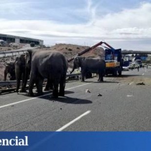 Cortada la autopista A-30 en Albacete porque hay elefantes en la calzada