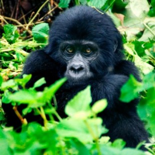 Los chimpancés y babuinos de Uganda están sufriendo extrañas mutaciones