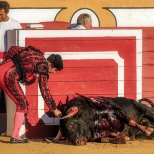 Estrenan un documental sobre la crudeza de las corridas de toros