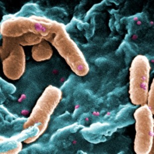 Las bacterias pueden pasar memoria a los descendientes (ENG)