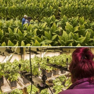 Granada, de cultivar tabaco a inundar Europa de marihuana: resultado, cae la delincuencia