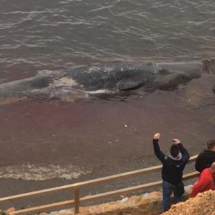 Un cachalote hallado en Cabo de Palos murió por ingerir 29 kilos de residuos plásticos