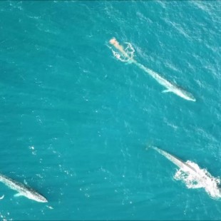 Captan por primera vez imágenes de ballenas alimentándose en la costa del Garraf