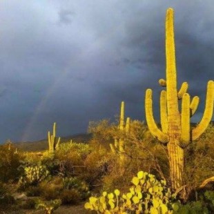 Las raíces de cactus inspiran la creación de material que retiene agua (ENG)