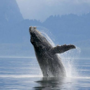 El genoma de la ballena azul revela su extraordinaria evolución