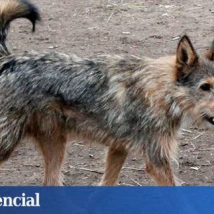 Miles de perros abandonados en Galicia con la nueva Ley de Bienestar Animal
