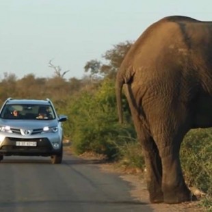 Elefante para el tráfico para hacer estiramientos