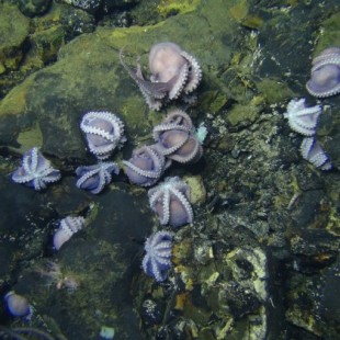Grupo  de hembras de pulpo descubierto en el mar profundo (ENG)