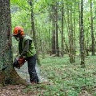 La tragedia de la tala del bosque de Bialowieza