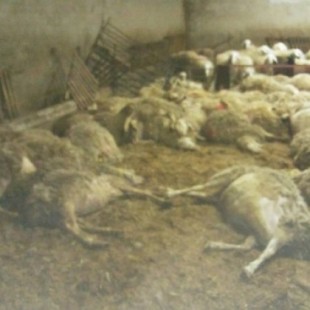 Un joven que recibió 22.000 euros para iniciarse como ganadero es investigado por provocar la muerte de sus ovejas