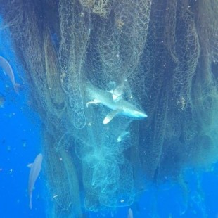 Una enorme red a la deriva con cientos de peces que murieron atrapados
