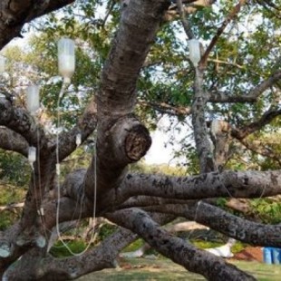 Un árbol moribundo de 700 años salvado con una vía intravenosa [ENG]