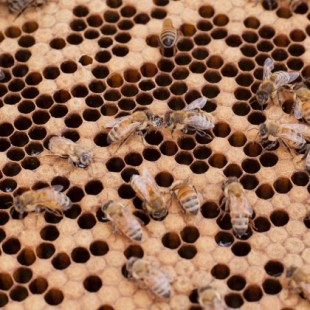 Las colonias de abejas toman decisiones como un cerebro humano