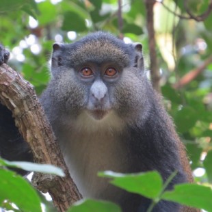 Primera evidencia genética de apareamiento continuo entre dos especies distintas de monos (ENG)