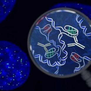Descubren una nueva forma de ADN en las células