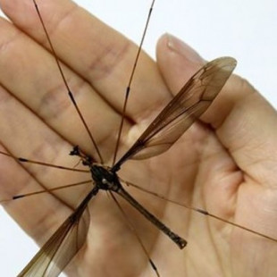 El  mosquito gigante:  alas de 11 cm y no cabe en la mano