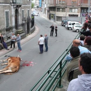 Matan de un disparo a una vaca en las calles de Laudio (EUS)