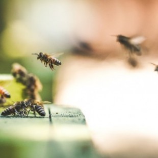 La Unión Europea acaba de tomar una decisión clave para el futuro de las abejas: prohíbe los neonicotinoides