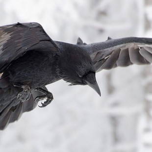 El cuervo, el ave más inteligente del planeta, ahora es estudiado seriamente por la neurociencia