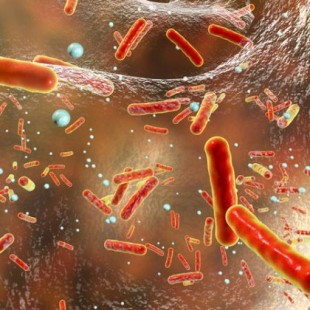 Descubren algunas bacterias que comen penicilina además de resistirse al antibiótico