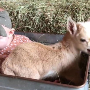 Bebé de 4 meses se hace amiguito de unas cabras
