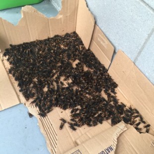 Más de mil reinas de avispa velutina capturadas en mes y medio
