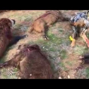 El exterminio incesante de lobos en Valladolid