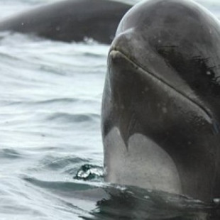La historia de un delfín: los últimos momentos de una hembra de calderón en Taiji